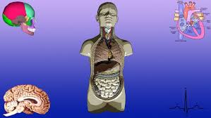 Easy Anatomy And Physiology Simpliv