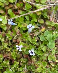 Image result for Lindernia monroi