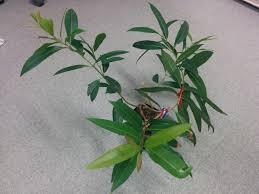 吉田研園芸部活動記 Yoshida Lab S Blog