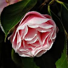 Camellia Japonica C M Wilson Fiori