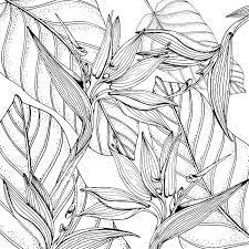 Find more tropical leaves coloring page pictures from our search. Doodle Floral Tropical Background In Vector With Doodles Black Royalty Free Cliparts Vectors And Stock Illustration Image 126529756