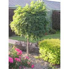 Pin On Landscaping