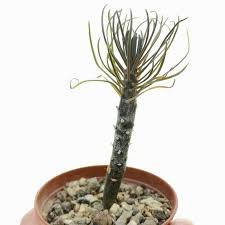 Image result for Kleinia