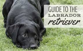 Labrador Retriever Everyone S Favorite Family Pet Caninejournal Com