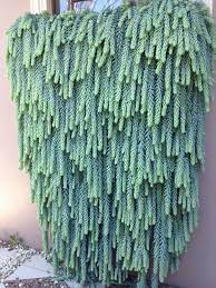 Pin On Succulents