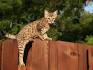 10 Large Cat Breeds: All The Basics About Big House Cats ...