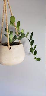 Silver Dollar Vine Xerosicyos Danguyi Rooted Plants Etsy Silver Dollar Plant Vine House Plants Flowering Vine Plants