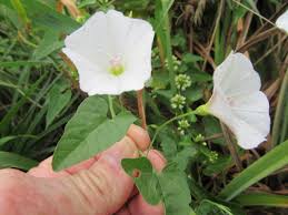 Image result for Convolvulus arvensis