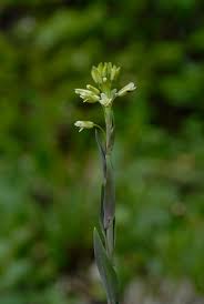 Image result for Turritis glabra