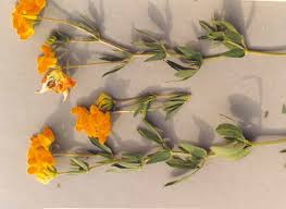 Image result for Lotus corniculatus