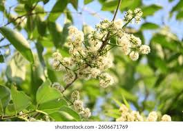 Image result for Syzygium cumini