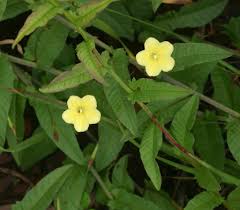 Image result for Xenostegia tridentata