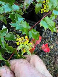 Image result for Maerua buxifolia