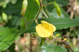 Image result for Aneilema aequinoctiale