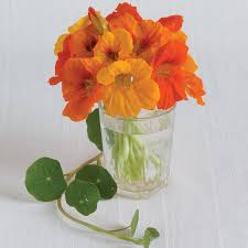 Image result for Nasturtium