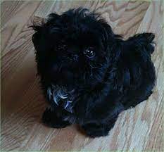 Shih Tzu Puppies For Sale Shih Tzu For Sale Shih Tzu Puppy Black Shih Tzu Shih Tzu