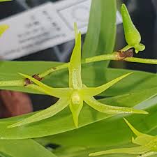 Image result for Angraecum calceolus