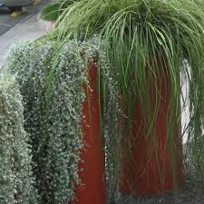 Image result for Dichondra