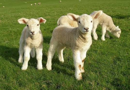 Introducing the Term 'Live Lamb Cutting' to Replace Mulesing - FOUR PAWS  International - Animal Welfare Organisation