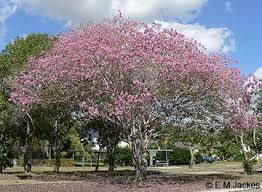 Image result for Handroanthus impetiginosus