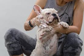 They shed layers during the change in periods, and might execute with the year. French Bulldog Shampoo Our 5 Picks For The Best Shampoo For French Bulldogs