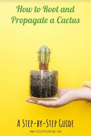 I was told to put it in damp sand for awhile and it would root/grow. How To Easily Root And Propagate A Cactus Step By Step Succulent Plant Care