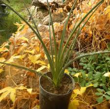 Image result for Aptosimum marlothii