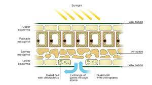 The rigid exterior around the cells is necessary to allow the animal cells do not have these rigid exteriors. Steemitschool Plant Cell Organisation Biology Steemit
