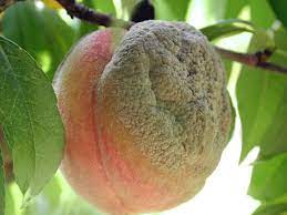 Developing A Brown Rot Resistance Kit Growing Fruit Trees Fruit Tree Garden Fruit