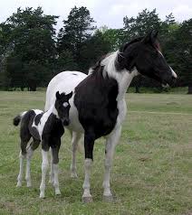 Black And White Paint Horses For Sale Near Me Painted Horse Ranch Paint Horses For Sale Black White Homozygous Horses Horses Pretty Horses Horse Painting