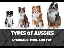 Differences Between Standard Mini And Toy Australian Shepherds Life With Aspen