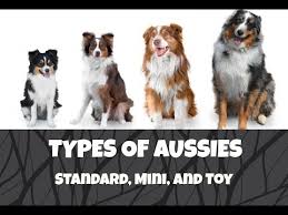 differences between standard mini and toy australian shepherds life with aspen