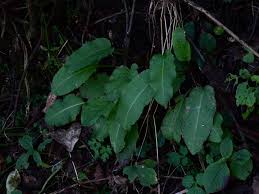 Image result for Rumex nepalensis