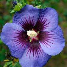 Image result for Hibiscus meyeri
