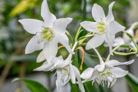 Image result for Cyrtanthus mackenii