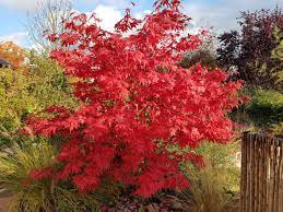 Growing Japanese Maples In Zone 8 Choosing Japanese Maple Trees For Zone 8