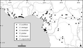 Image result for Xylopia acutiflora