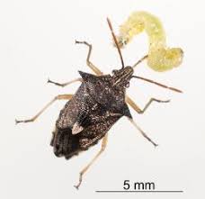 Image result for Aizoon schellenbergii