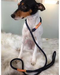 instagram photo by sanitas dogs worlds us may 3 2016 at 4 28pm utc dog leash dog modeling dogs