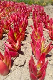 Image result for Crassula globularioides