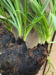 Image result for Xerophyta trichophylla