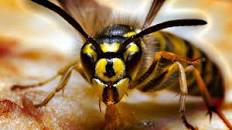Image result for what's the difference between a wasp and a hornet?