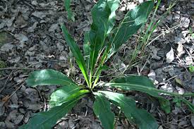 Image result for Elephantopus scaber