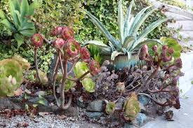 The soil should have great drainage in order for your cactus garden to thrive. How To Redo An Overgrown Succulent Garden Debra Lee Baldwin