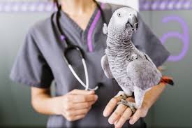 Exotic pet vet is a new animal reality tv show produced by shelter from the storm productions. How Much Does A Vet Make Salaries And Expectations Joblist