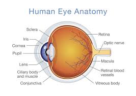 structure and function of the human eye