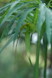 Image result for Arisaema mildbraedii