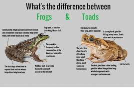 Pin On Frogs Toads