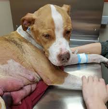 Putting your pet to sleep is a difficult decision. This Dog Escaped Euthanasia By Minutes But Her Battle Is Far From Over