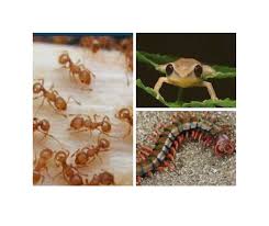 Learn more about the insects, rodents and wildlife that call long island home and how suburban exterminating can help if they infest your property. 11 Big Island Pests And What You Need To Know About Them